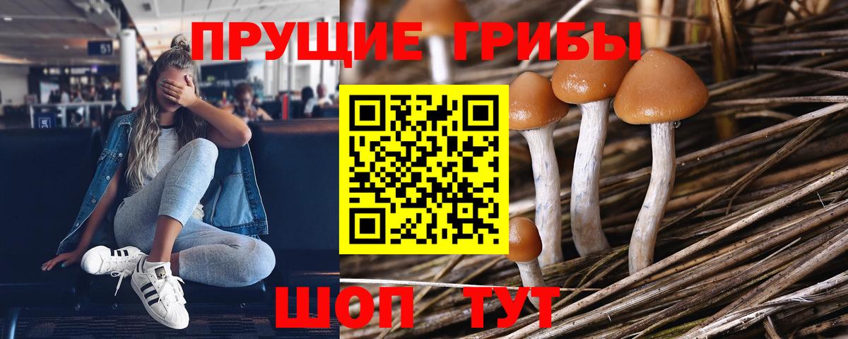 Псилоцибиновые грибы Psilocybine cubensis Анапа
